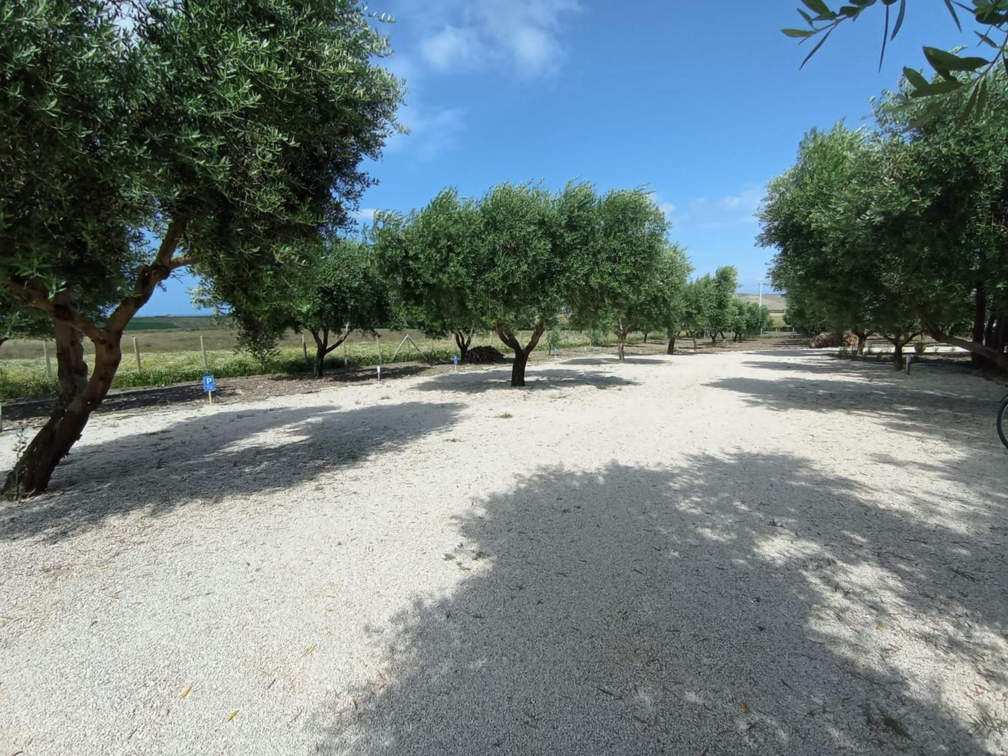 Tenuta Viale Degli Ulivi San Martino in Pensilis Zewnętrze zdjęcie